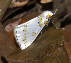 Philtraea paucimacula