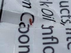 Coleoptera