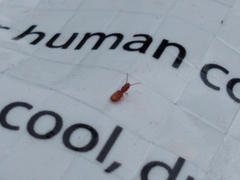 Coleoptera
