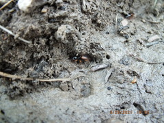 Anisodactylus sanctaecrucis