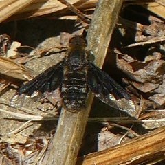 Hemipenthes morioides