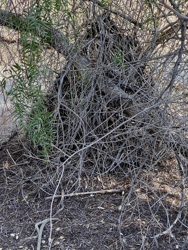 iNaturalist observation photo of Pack Rats