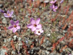 Leptosiphon ambiguus