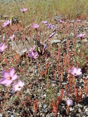 Leptosiphon ambiguus