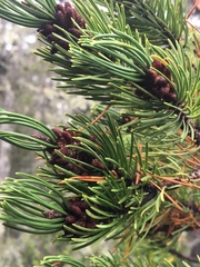 Pinus contorta bolanderi