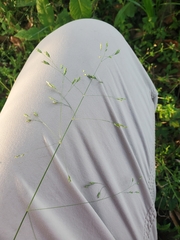 Poa autumnalis