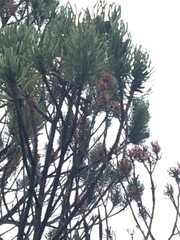 Pinus contorta bolanderi