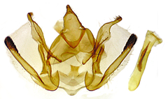 Glaucina interruptaria