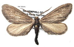 Glaucina interruptaria