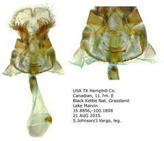 Glaucina interruptaria