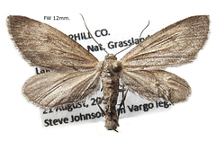 Glaucina interruptaria