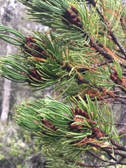Pinus contorta bolanderi