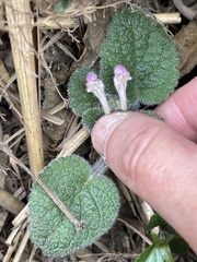 Scutellaria tayloriana