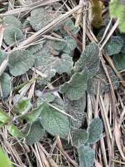 Scutellaria tayloriana