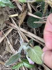 Scutellaria tayloriana