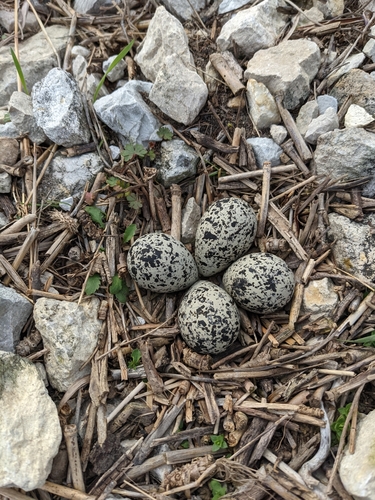 Killdeer photographed in Indiana