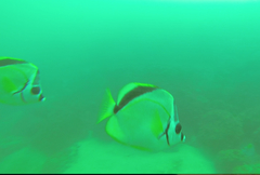 Johnrandallia nigrirostris