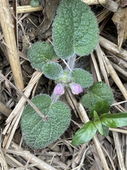 Scutellaria tayloriana