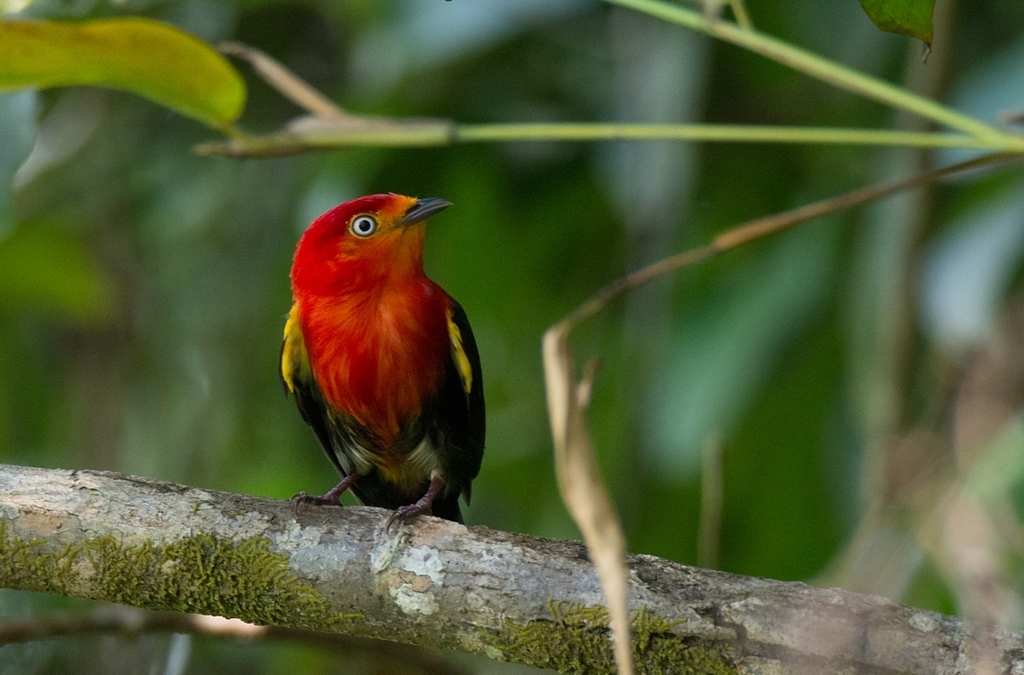 Crimson-hooded Manakin photo