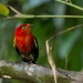 Crimson-hooded Manakin - Photo (c) Luciano Bernardes, some rights reserved (CC BY-NC), uploaded by Luciano Bernardes
