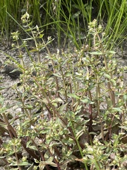 Gratiola virginiana