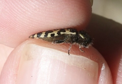 Acmaeodera decipiens