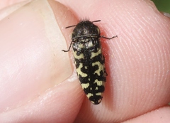 Acmaeodera decipiens