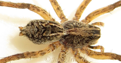 Lycosidae