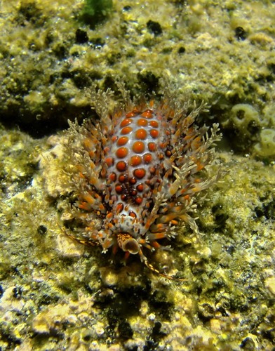 Jenner's cowry