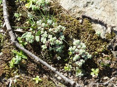 Sedum pedicellatum