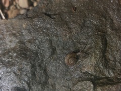 Helminthoglypta hannai