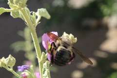 Xylocopa tabaniformis pallidiventris