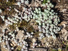 Sedum pedicellatum