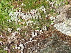 Sedum pedicellatum