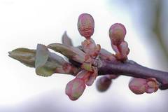 Prunus cerasifera pissardii