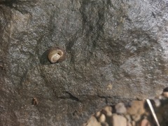 Helminthoglypta hannai