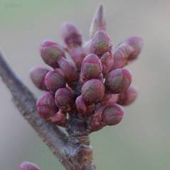 Prunus cerasifera pissardii