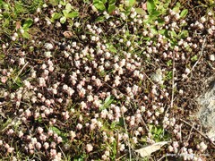 Sedum brevifolium