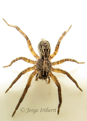 Lycosidae