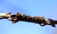 Kokkocynips difficilis