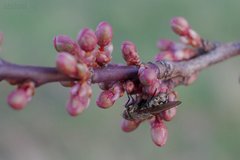 Prunus cerasifera pissardii