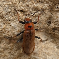 Cantharis coronata
