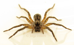 Lycosidae