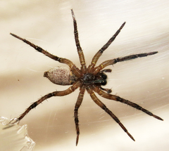 Lycosidae
