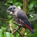 Dusky Parrot - Photo (c) Tomaz Nascimento de Melo, some rights reserved (CC BY-NC-ND), uploaded by Tomaz Nascimento de Melo