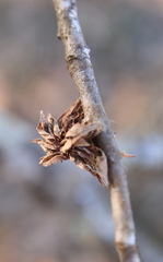 Dryocosmus floridensis