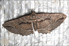 Chrysolarentia plagiocausta