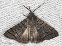 Liometopa rectilinea