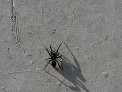Drassyllus