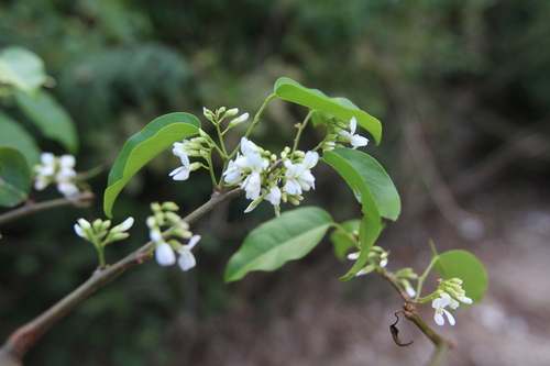 Image of Dalbergia brownei by (c) Brian Oakes Haiti Hunter, some rights reserved (CC BY)